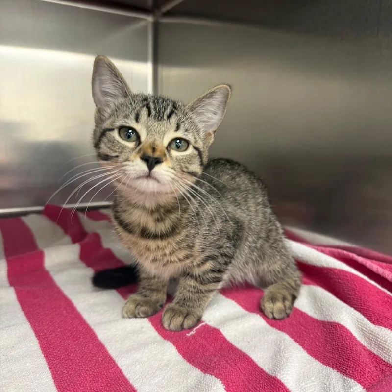 A baby small-sized female Brown / Chocolate Domestic Short Hair cat named Blossom for adoption in Bastrop, TX