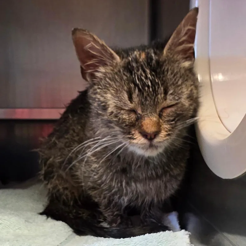 A young medium-sized female Brown / Chocolate Domestic Short Hair cat named Debra for adoption in Bristol, IN