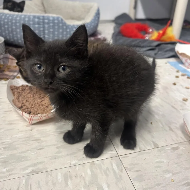 A baby small-sized female Domestic Short Hair cat named Percy for adoption in Binghamton, NY