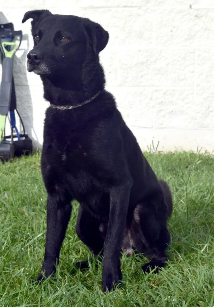 A young medium-sized male Labrador Retriever dog named Rando for adoption in Kingsland, GA