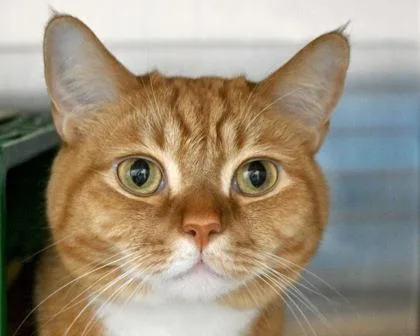 An adult small-sized male Domestic Short Hair cat named Tommy for adoption in West Seneca, NY