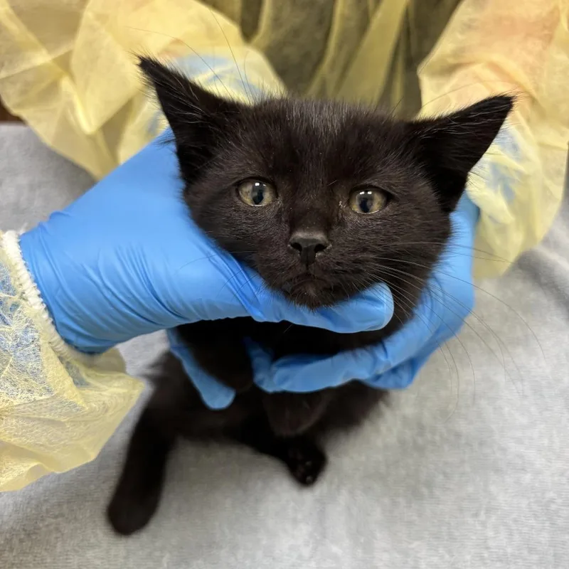 A baby small-sized male Black Domestic Short Hair cat named Friday the th for adoption in Evanston, IL