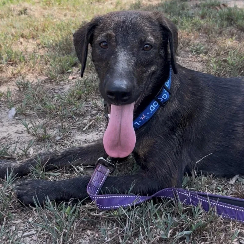 A young large-sized female German Shepherd Dog dog named Jezebel for adoption in Queen City, TX