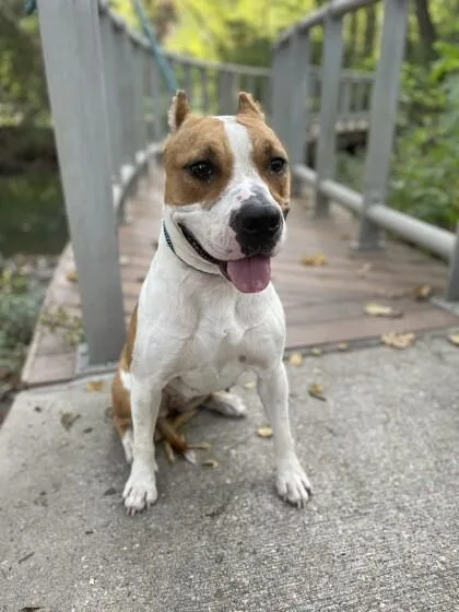 An adult medium-sized female Brown / Chocolate Pit Bull Terrier dog named Pixie for adoption in Houston, TX