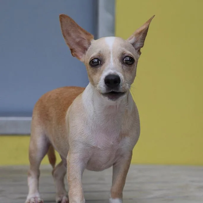 A baby small-sized male Yellow / Tan / Blond / Fawn Chihuahua dog named Nugget for adoption in Bradenton, FL