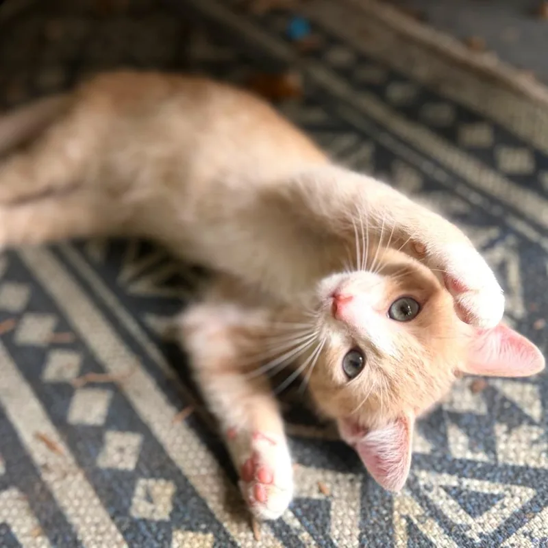 A baby small-sized male Buff / Tan / Fawn Domestic Short Hair cat named Sky Blue for adoption in Austin, TX