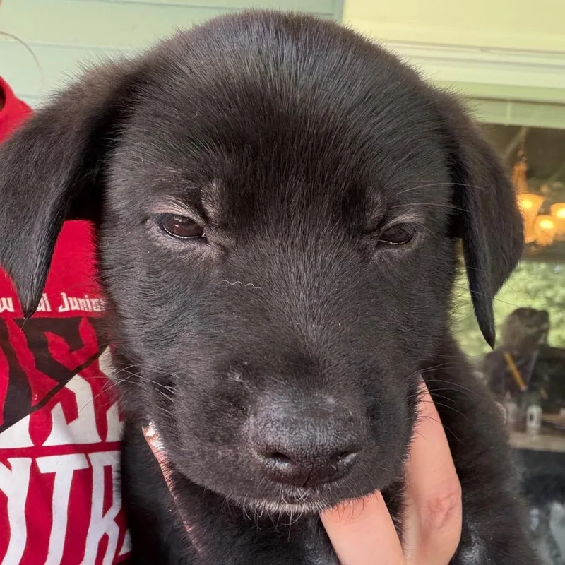 A baby small-sized male Shepherd dog named Nigel dk blue for adoption in Greenfield, IN