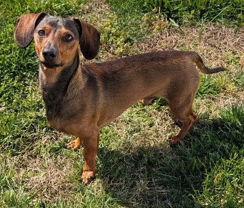 Frankie In Tn thumbnail 2