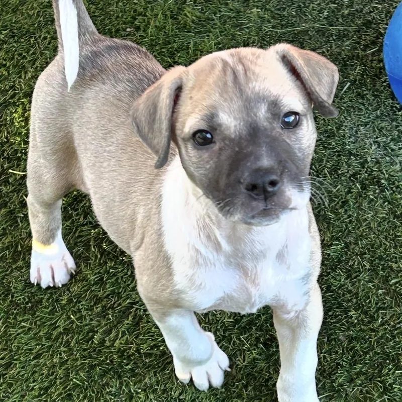 A baby medium-sized female Pit Bull Terrier dog named Pancake for adoption in Krum, TX