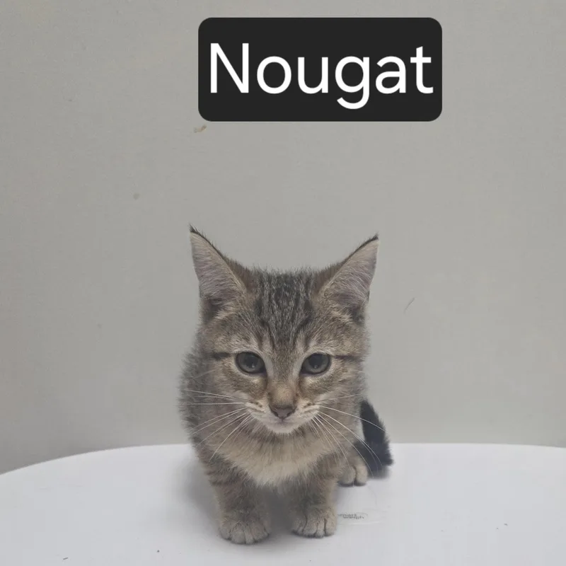 A young medium-sized female Tabby (Gray / Blue / Silver) Domestic Short Hair cat named Nougat for adoption in SNOW HILL, NC