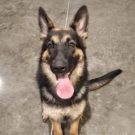 A young medium-sized female German Shepherd Dog dog named Aya for adoption in Hannibal, MO