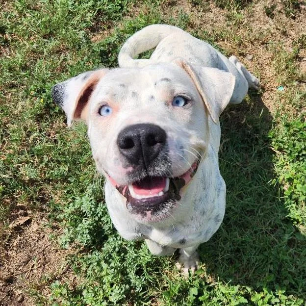 An adult medium-sized male White / Cream Terrier dog named Waffles for adoption in Corpus Christi, TX