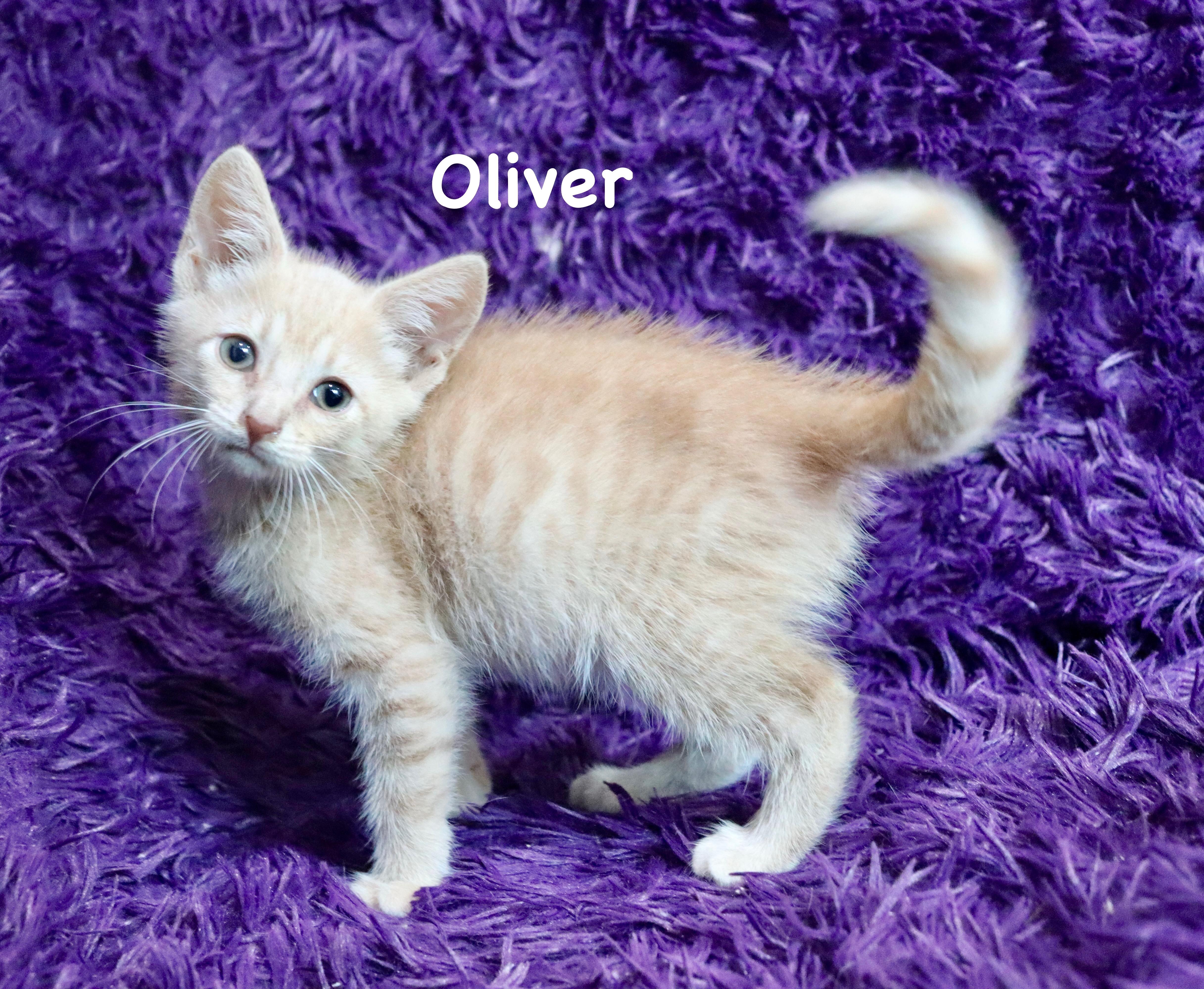 A baby medium-sized male Buff / Tan / Fawn Tabby cat named Oliver for adoption in Saint Augustine, FL