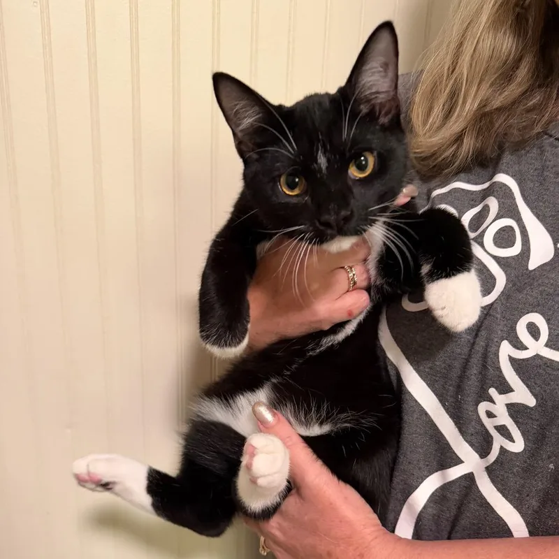 A baby small-sized male Domestic Short Hair cat named Nugget for adoption in Sequatchie, TN