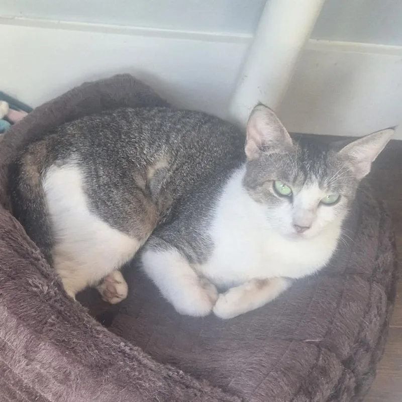 A young small-sized female Brown / Chocolate Domestic Short Hair cat named Mama Zahariah Houston for adoption in Denver, CO