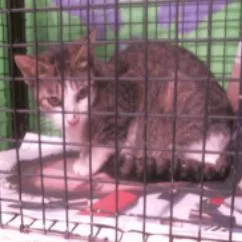 Mama Zahariah Houston thumbnail 2