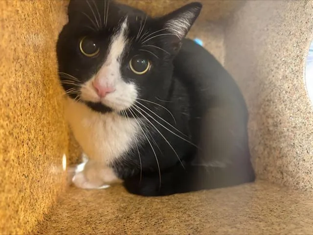 A young medium-sized male Domestic Short Hair cat named Spade for adoption in Grand Prairie, TX
