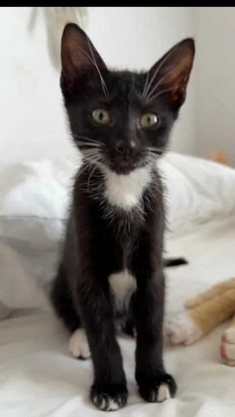A baby small-sized female Black & White / Tuxedo Domestic Short Hair cat named Bagheera for adoption in Wellington, FL