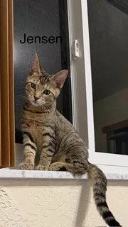 A baby medium-sized male Tabby cat named Jensen for adoption in Oakland Park, FL