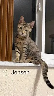 Jensen thumbnail 2