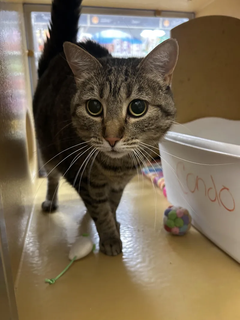 An adult medium-sized female Tabby (Brown / Chocolate) Domestic Short Hair cat named Wanda for adoption in Herculaneum, MO