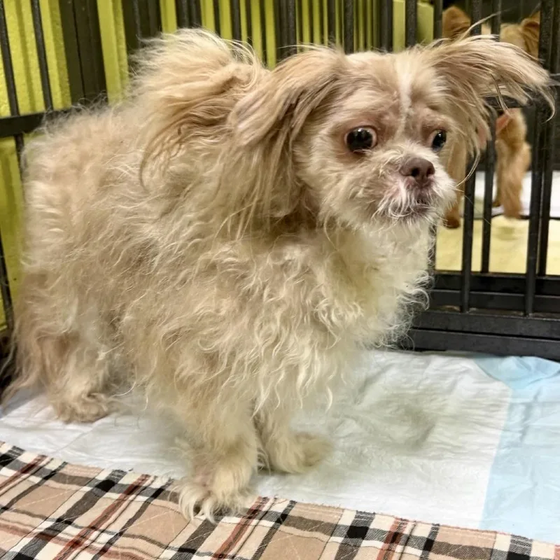 An adult small-sized male White / Cream Shih Tzu dog named Melvin for adoption in Tyrone, GA