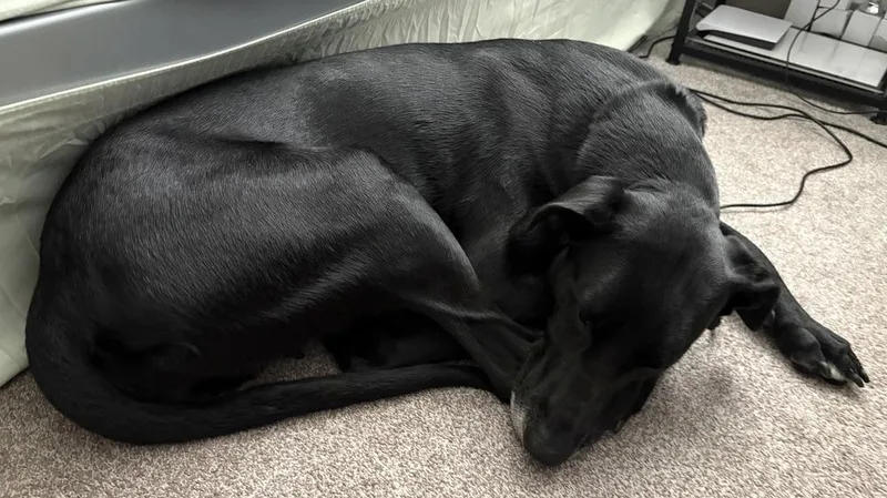 An adult large-sized female Labrador Retriever dog named Tallulah for adoption in Tigard, OR