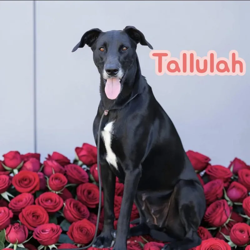 Tallulah thumbnail 4
