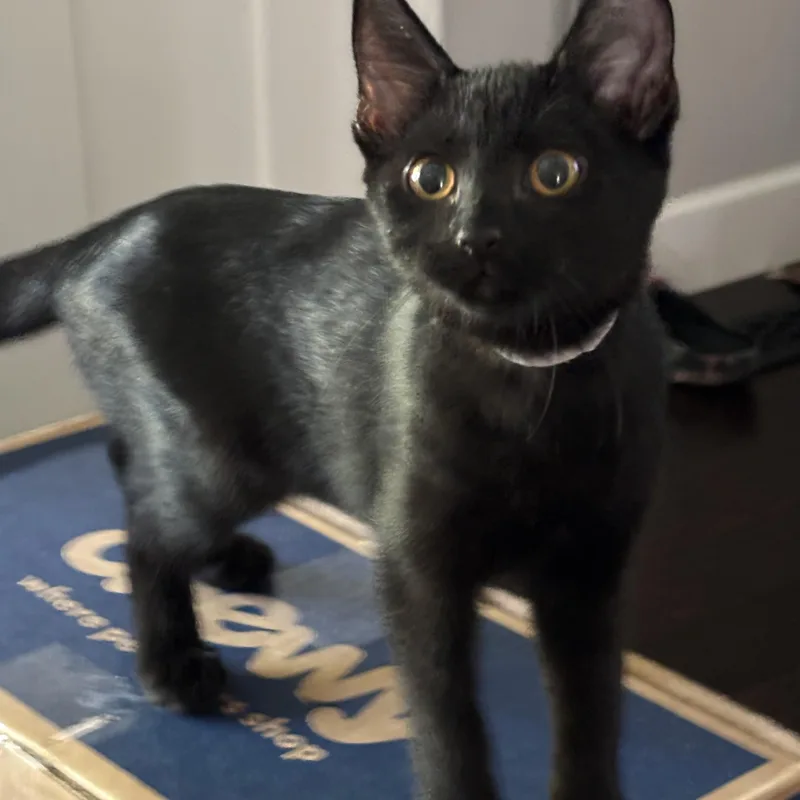 Mrs. White thumbnail 2