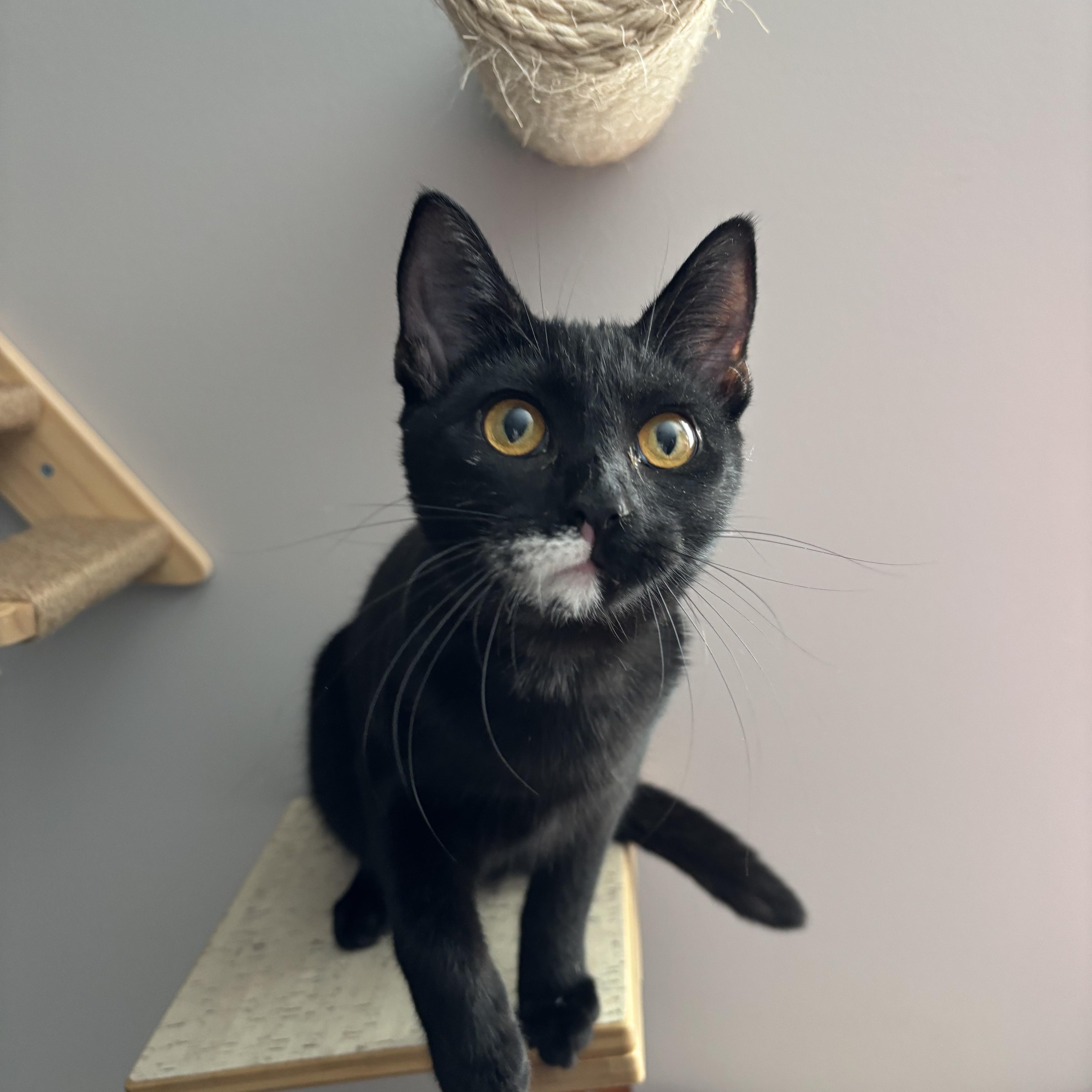 Mrs. White thumbnail 3