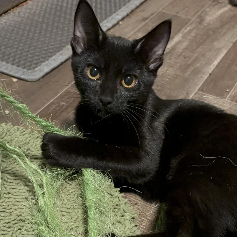 Mrs. White thumbnail 4