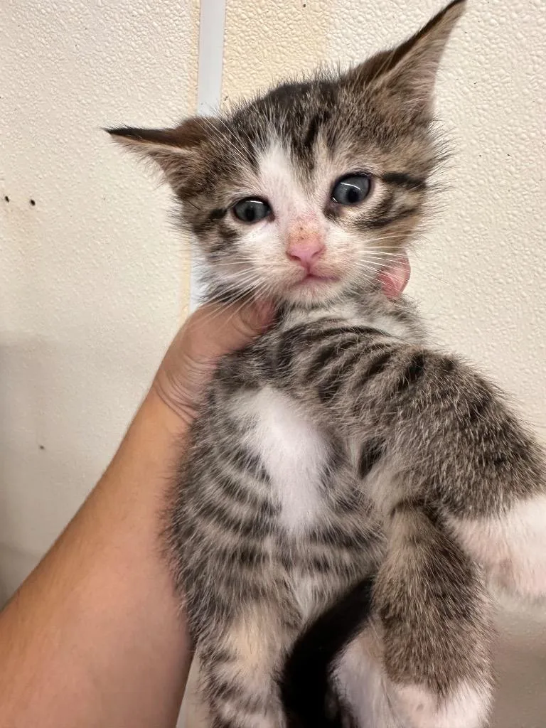 A baby small-sized male Domestic Short Hair cat named Truffle for adoption in Sidney, NY