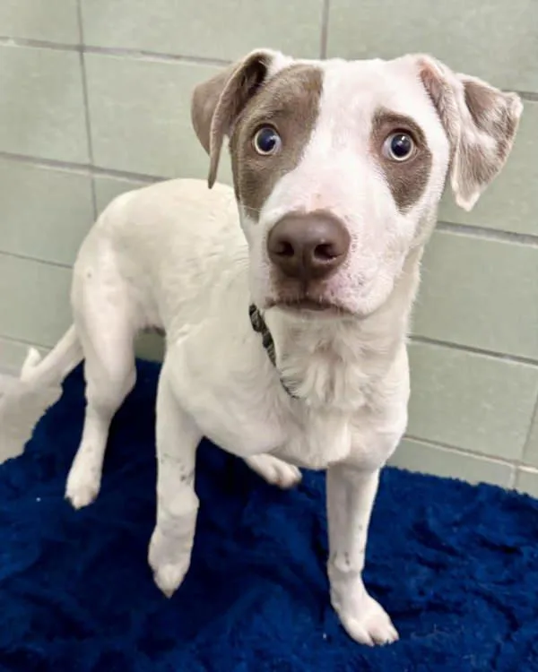 A young medium-sized male Pit Bull Terrier dog named Oakley for adoption in Novato, CA