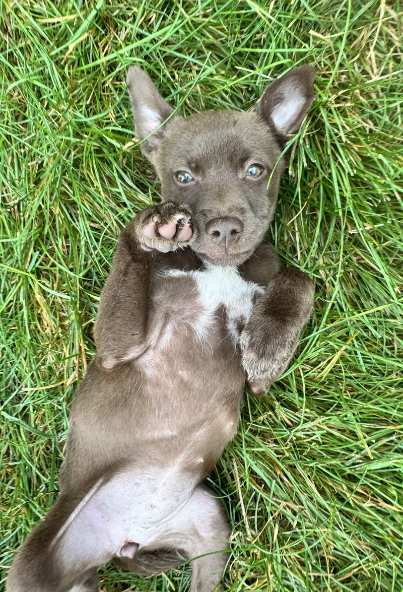 A baby small-sized female Cairn Terrier dog named Marina for adoption in Gainesville, VA