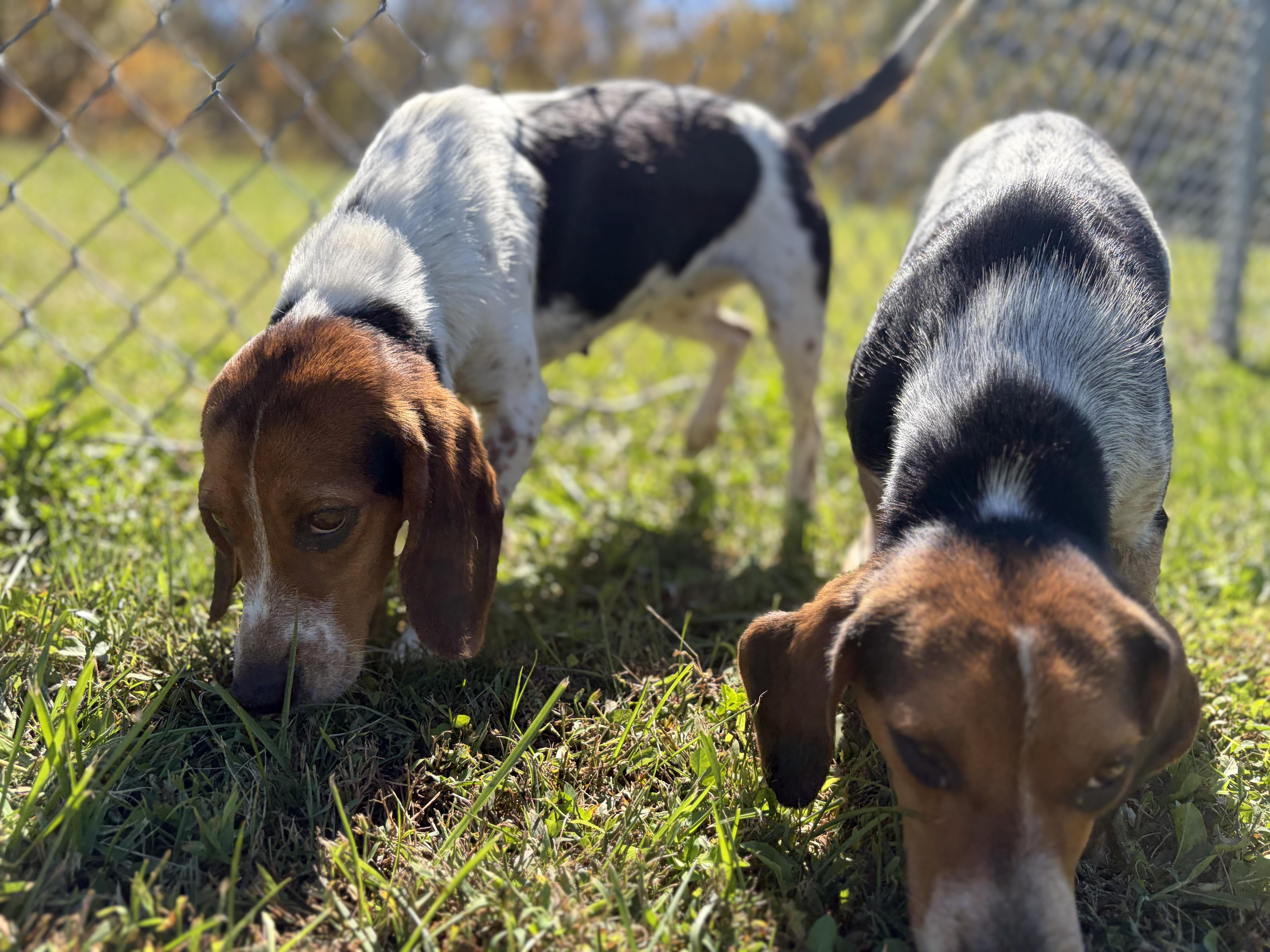 An adult small-sized female Tricolor (Brown, Black, & White) Beagle dog named Skittles for adoption in Pomeroy, OH