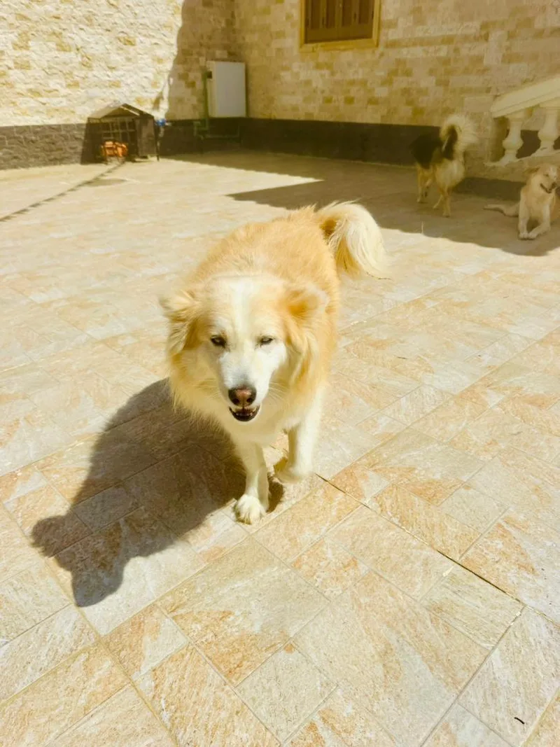 A young medium-sized female Apricot / Beige Siberian Husky dog named Cardi for adoption in New York, NY
