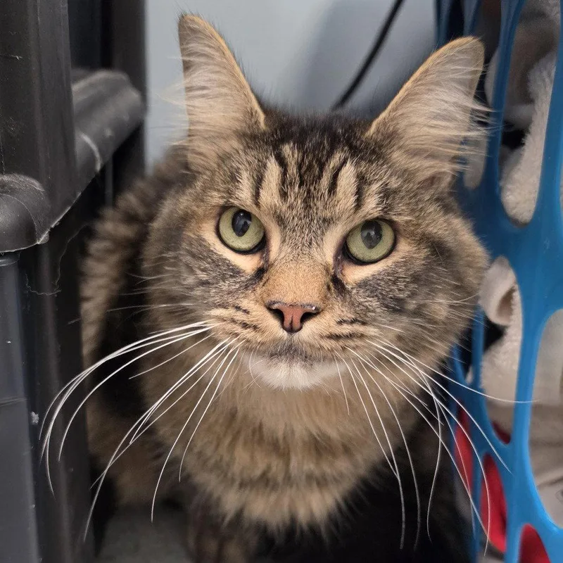 An adult medium-sized male Domestic Long Hair cat named Kovu Express for adoption in New Castle, DE