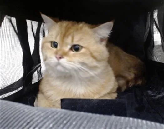 A young medium-sized male Domestic Medium Hair cat named Lucky for adoption in San Francisco, CA