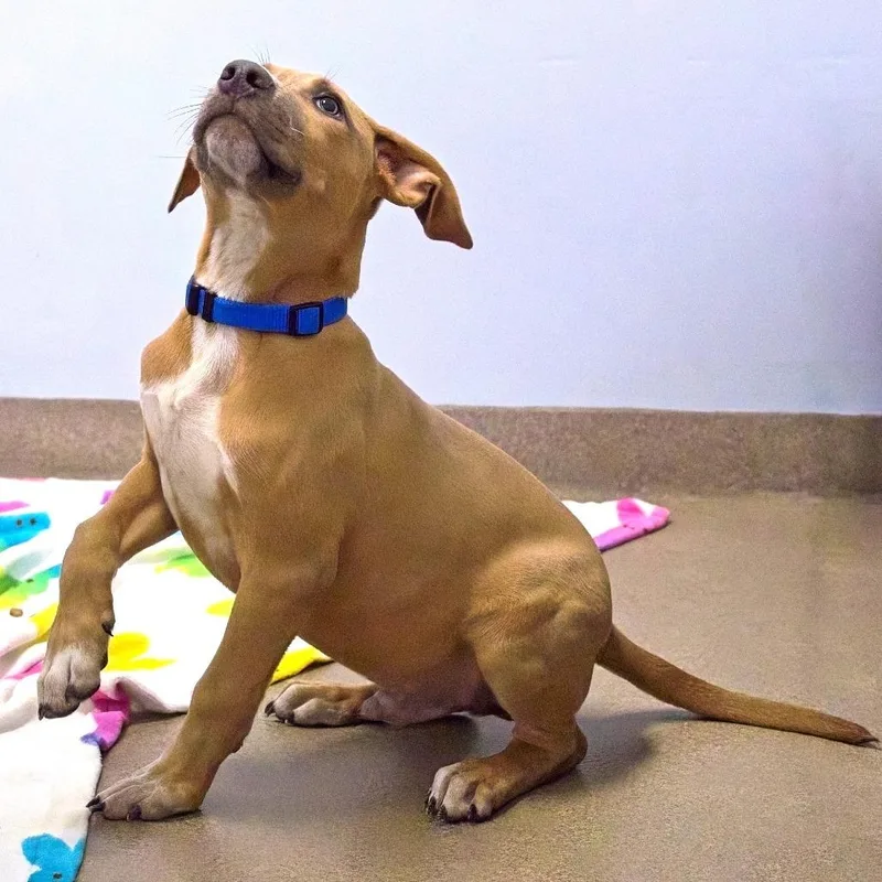 A baby medium-sized male Terrier dog named Bronx for adoption in South Elgin, IL
