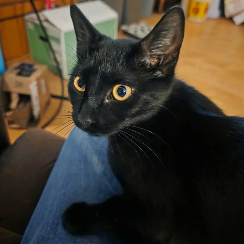 A baby medium-sized female Black Domestic Short Hair cat named Holly for adoption in Pocatello, ID