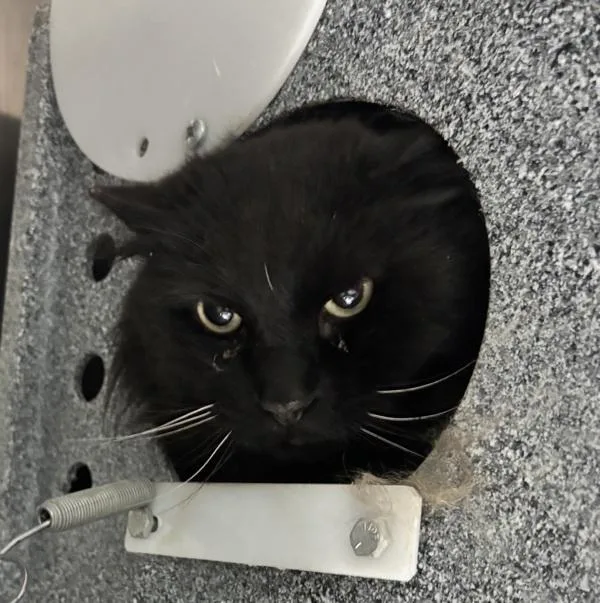 A senior small-sized male Domestic Long Hair cat named Dyrim for adoption in Golden, CO