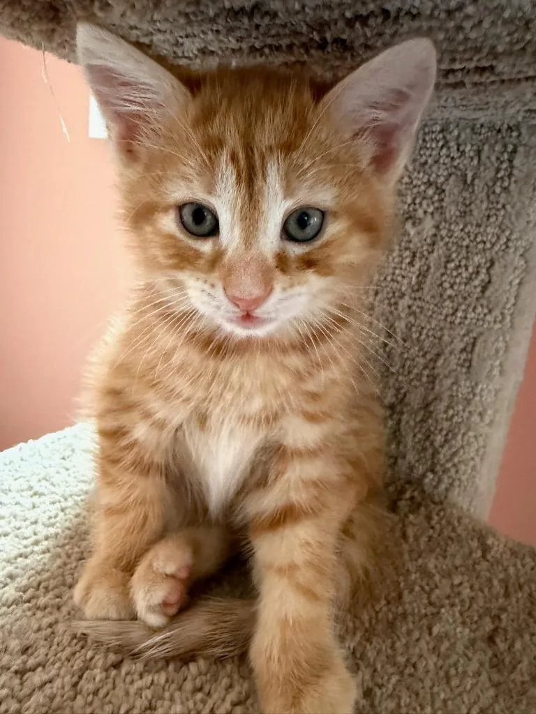 A baby medium-sized male Domestic Short Hair cat named Meximelt for adoption in Parkville, MD