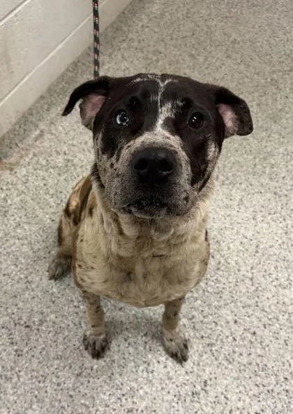 A young large-sized male Brown / Chocolate Mixed Breed dog named Marbles for adoption in Kansas City, MO