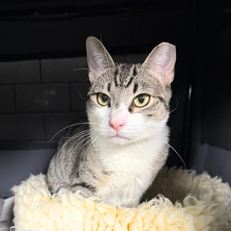 An adult medium-sized male Domestic Short Hair cat named Happening for adoption in Brooklyn, NY