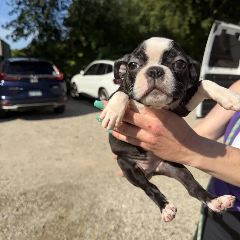 A baby small-sized female Black Boston Terrier dog named Philadelphia for adoption in Northbrook, IL