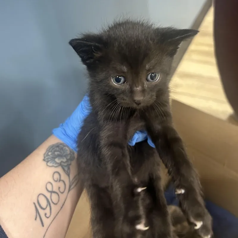 A baby small-sized male Black Domestic Short Hair cat named Sprout for adoption in Newark, NJ