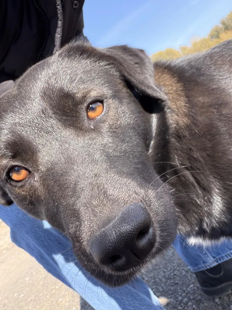 An adult large-sized male Black Labrador Retriever dog named Berry for adoption in North Bend, WA
