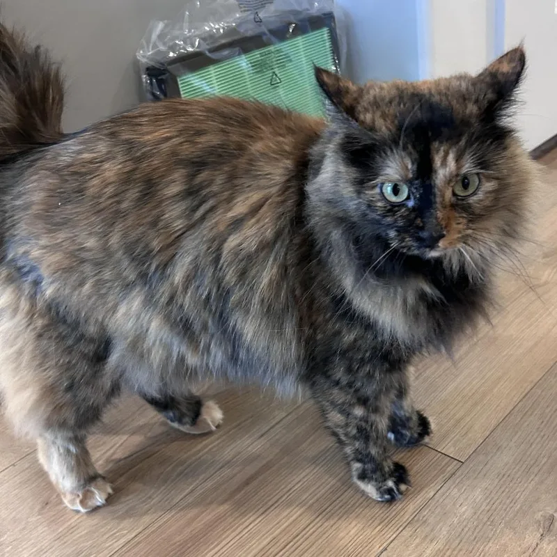 An adult large-sized female Tortoiseshell Domestic Long Hair cat named Papaya Alexander for adoption in Eagle Mountain, UT