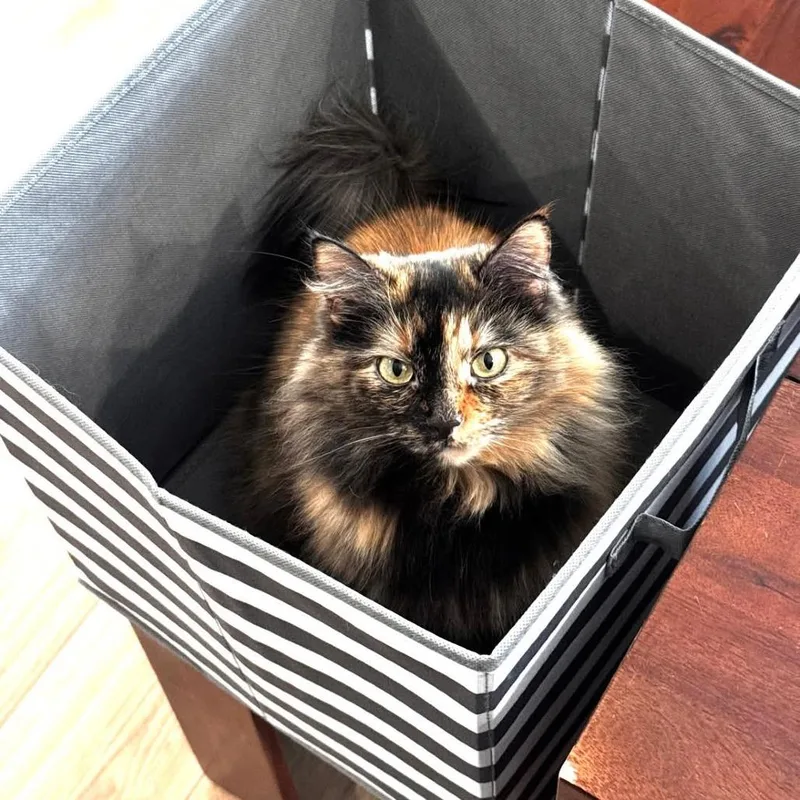 Papaya Alexander thumbnail 2