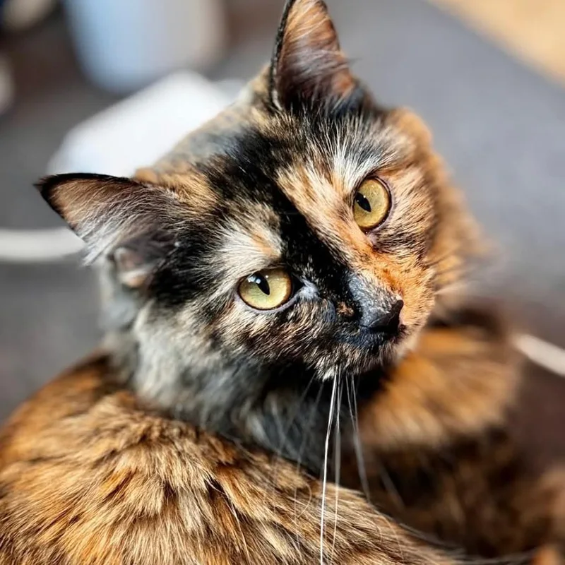 Papaya Alexander thumbnail 4